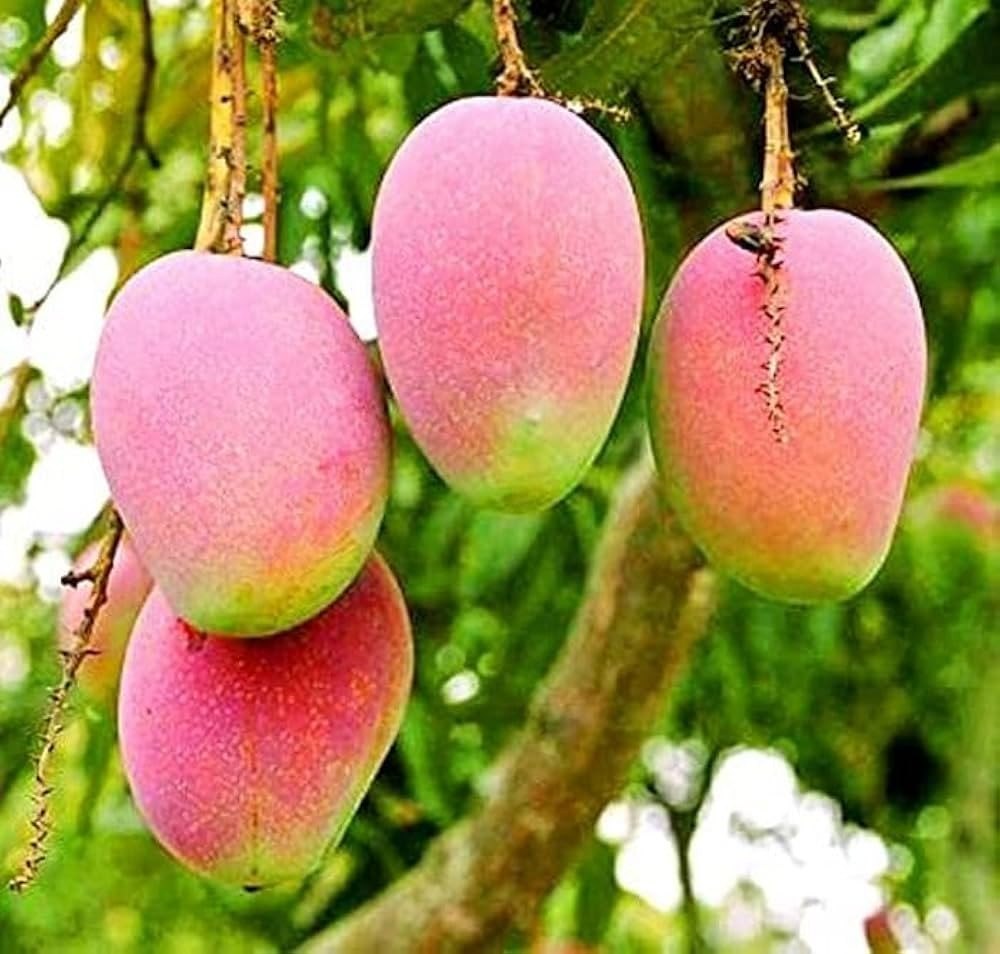Suvarna Rekha Mango Plants — Mango sapling available at Agro Nursery Garden